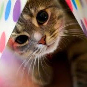 Meet your Posher, Anu